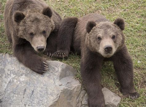 Discover Alaska’s Kodiak Bears - HolidayNomad.com