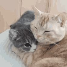 Cat Hug GIF - Cat Hug Cuddle - Discover & Share GIFs