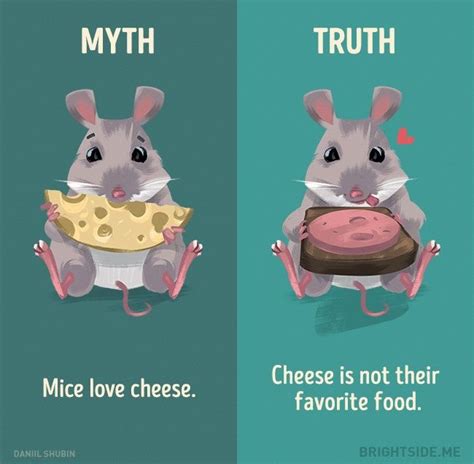 12 Myths About Animals That We Still Believe | Fun facts, True ...