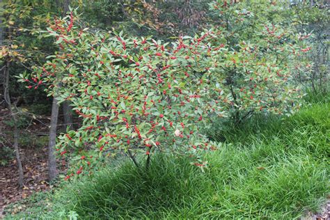 tree with red berries in fall virginia - Luciana Blanchette