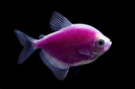 GloFish® Galactic Purple® Tetra | Glofish, Freshwater aquarium fish ...