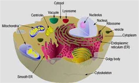 Cytoplasm Vs Cytosol: Definition, Functions and Differences | Biology ...