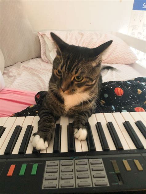 A true musician🎶🎹 | Cat playing, Cat memes, Cats