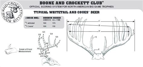 Scoring Whitetail and Coues' Deer