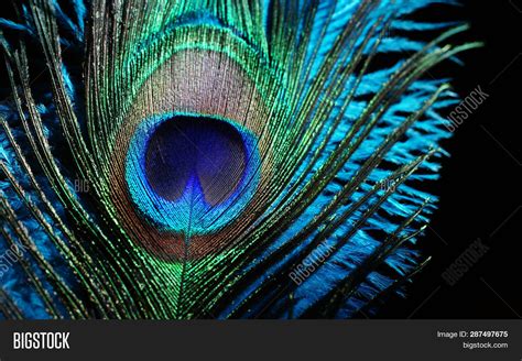 Blue Feathers On Black Image & Photo (Free Trial) | Bigstock