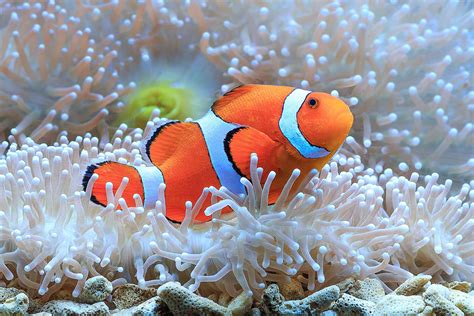 How to Treat Saltwater Aquarium Fish Diseases