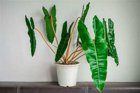 Philodendron Billietiae Care: The Complete Guide | Just Houseplants