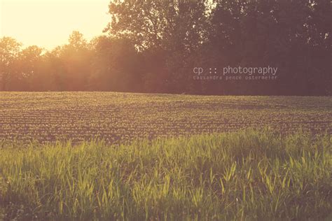 sassafras: farm life :: farm photography