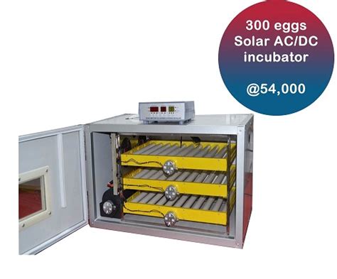 Optimal Egg Incubator Settings - Ecochicks Poultry Ltd