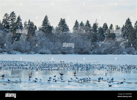 Birds In Lost Lagoon In Stanley Park In Winter, Vancouver, British ...