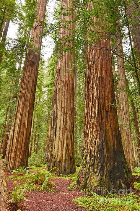 The Beautiful And Massive Giant Redwoods Sequoia Sempervirens In ...