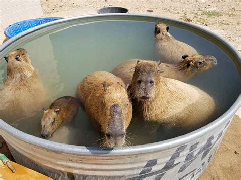 Swimming With Capybaras Is Coming