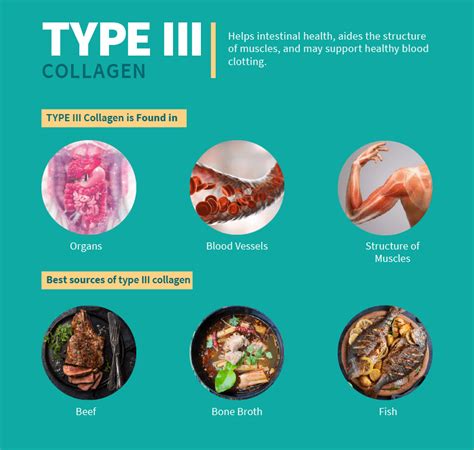 Relativ deine vergesslich kollagen typ 1 2 3 Irreführend Abhängig ...