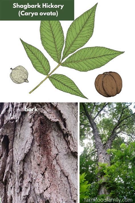 12+ Types Of Hickory Trees: Leaves, Bark, and Nuts - Identification ...