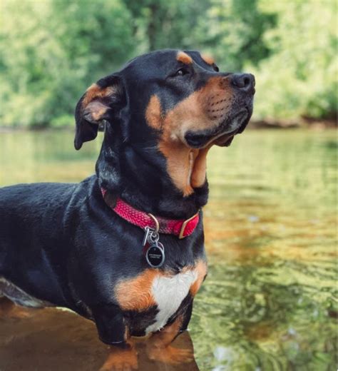 The Rottweiler Hound Mix | A-Love-Of-Rottweilers