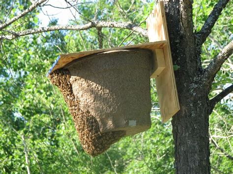 Here are a couple of swarm traps I've "caught" swarms in in my own yard ...