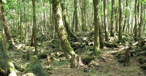 Aokigahara Haunted Forest - Japan