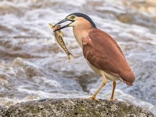 Nankeen Night-Heron - Nycticorax caledonicus - Birds of the World