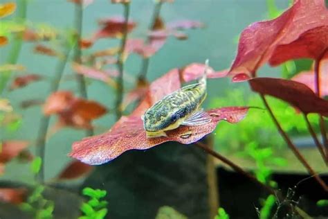 Otocinclus Catfish: Tank Mates, Tank Requirements and Diet