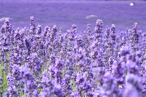 lavandula, Many, Closeup, Violet, Flowers Wallpapers HD / Desktop and ...