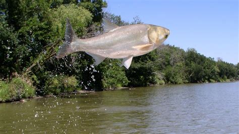 Predicting the spread of invasive carp using river water flows // Show ...