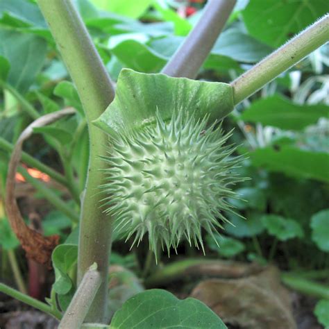 Datura Fruit – shivmangalam.com