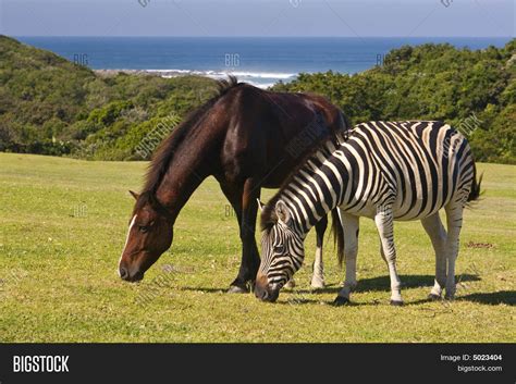 Horse Zebra Image & Photo | Bigstock