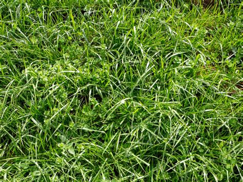 Controlling Tall Fescue: How To Get Rid Of Tall Fescue In The Lawn