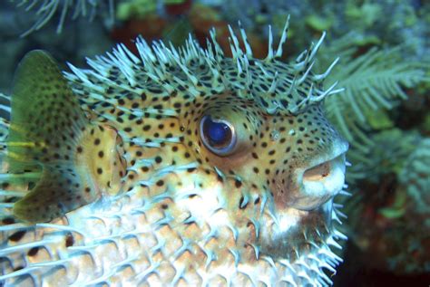 Puffer fish: Characteristics, habitat, reproduction and more....