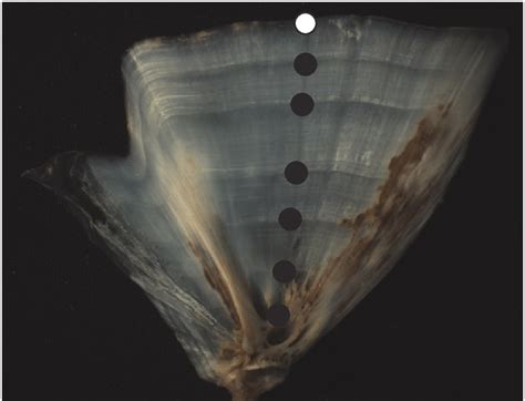 Operculum from a 7-year-old spring fish viewed under reflected light ...