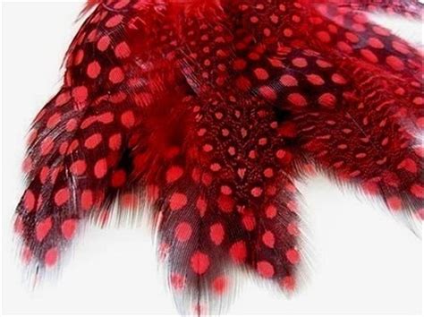 25 BEAUTIFUL DEEP RED GUINEA HEN FEATHERS 1-4" | eBay