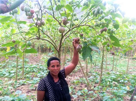 Nyirankundimana reaping big from her tree tomatoes - Vi Agroforestry