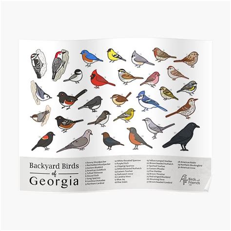 "Georgia - Backyard Birds of Georgia Field Guide Print - Bird Art Print ...