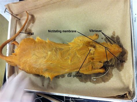 Label The Structures Of The Dissected Rat