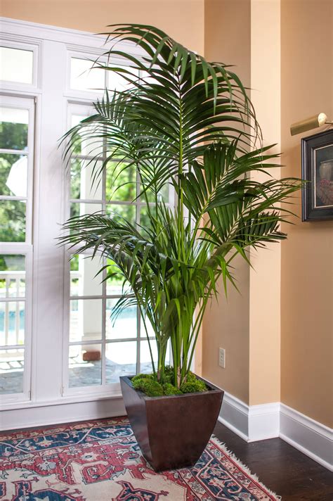 Florida Kentia Palm in 2024 | Easy house plants, Low light house plants ...