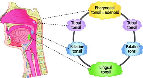 Head and Neck Anatomy: Tonsils