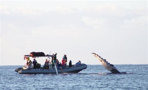 The 5 Best Whale Watching Tours from Lahaina, Maui [2024 Reviews ...