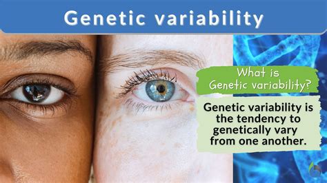 Genetic variability Definition and Examples - Biology Online Dictionary