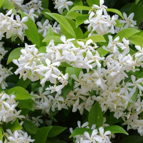 Jasmine Plant - How to Grow Indoor Care Guide | Houseplant 411 ...