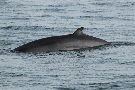 Minke Whale Facts, Habitat, Diet, Life Cycle, Baby, Pictures