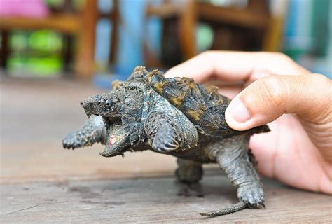 Top 10 Alligator Snapping Turtle Facts - A Very Snappy Turtle