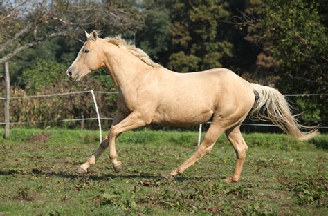 Palomino Horse Facts with Pictures | HorseBreedsPictures.com