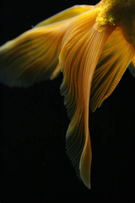 Goldfish tail by Aquariadise on DeviantArt