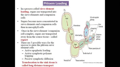 Phloem Loading and Unloading - YouTube