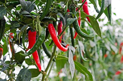 Green Chilli Plant In Pot