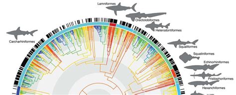 Press - IUCN SSC Shark Specialist Group