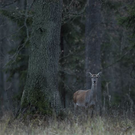 Bialowieza Forest - Klaus Nigge Photography