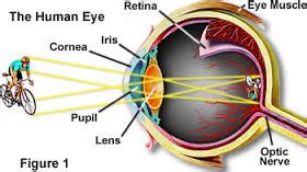 What are the functions of the cornea, pupil, lens, retina, and optic ...