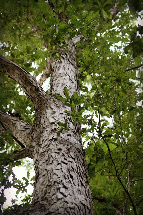 Tree,leaves,green,nature,wood - free image from needpix.com