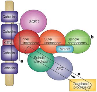 Centromere Structure